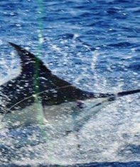 Aim Adventures Manages The Best Hunting & Fishing The World Has To Offer
