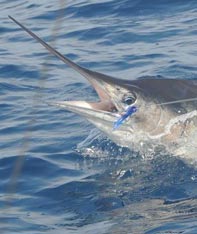 Aim Adventures Manages The Best Hunting & Fishing The World Has To Offer
