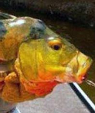 Aim Adventures Manages The Best Hunting & Fishing The World Has To Offer
