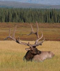 Aim Adventures Manages The Best Hunting & Fishing The World Has To Offer