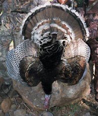 Aim Adventures Manages The Best Hunting & Fishing The World Has To Offer
