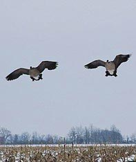 Aim Adventures Manages The Best Hunting & Fishing The World Has To Offer